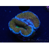 WYSIWYG Micromussa lordhowensis (ex Acanthastrea) 6A4