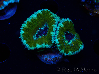 WYSIWYG Micromussa lordhowensis (ehemals Acanthastrea) 6D2