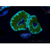 WYSIWYG Micromussa lordhowensis (formerly Acanthastrea) 6D2