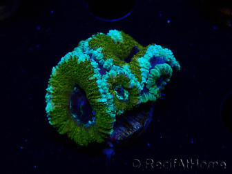 WYSIWYG Micromussa lordhowensis (ex Acanthastrea) 6D4