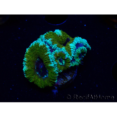 WYSIWYG Micromussa lordhowensis (ex Acanthastrea) 6D4