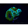 WYSIWYG Micromussa lordhowensis (ex Acanthastrea) 6D4