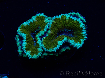 WYSIWYG Micromussa lordhowensis (ex Acanthastrea)6D5