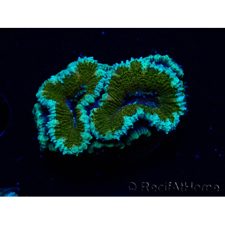 WYSIWYG Micromussa lordhowensis (ex Acanthastrea) 6D5