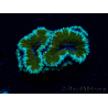 WYSIWYG Micromussa lordhowensis (ex Acanthastrea)6D5