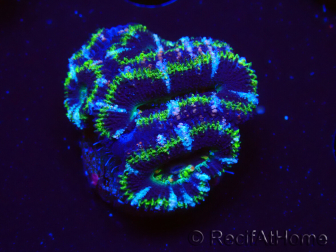 WYSIWYG Micromussa lordhowensis (antes Acanthastrea) 6K
