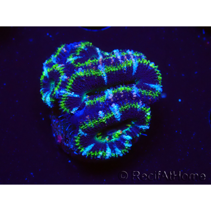 WYSIWYG Micromussa lordhowensis (ex Acanthastrea) 6D10