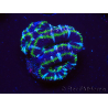 WYSIWYG Micromussa lordhowensis (ex Acanthastrea) 6D10