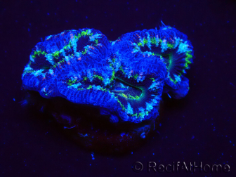 WYSIWYG Micromussa lordhowensis (ex Acanthastrea) 6D9