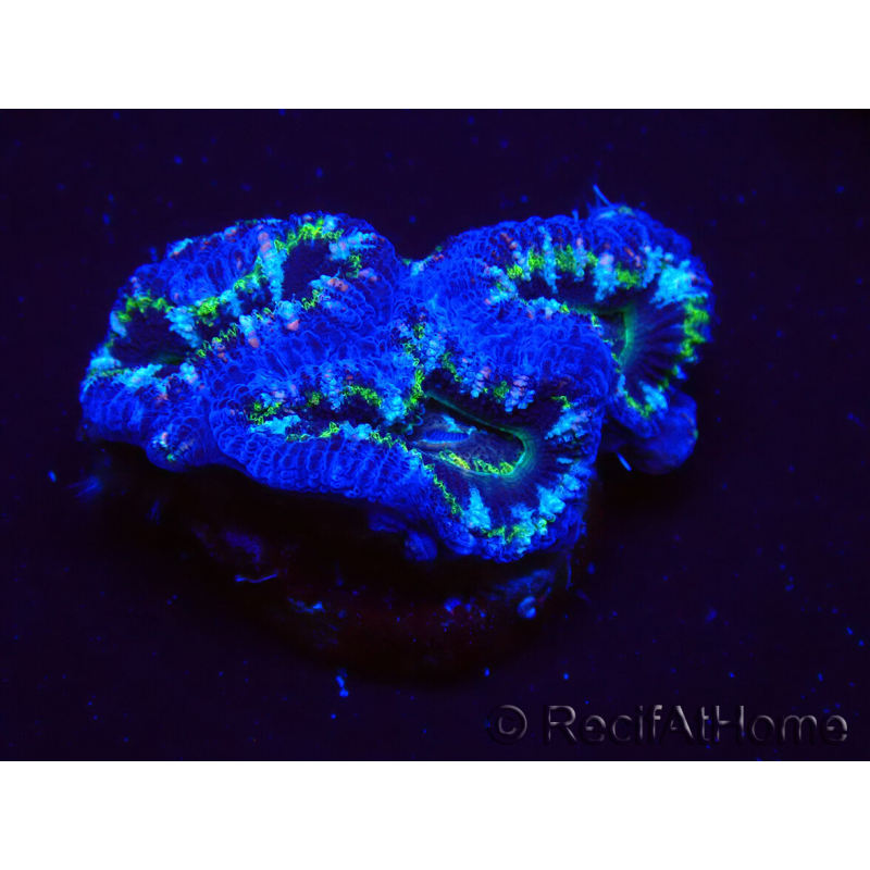 WYSIWYG Micromussa lordhowensis (ex Acanthastrea) 6D9