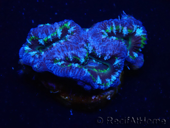 WYSIWYG Micromussa lordhowensis (formerly Acanthastrea) 6K
