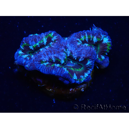 WYSIWYG Micromussa lordhowensis (ehemals Acanthastrea) 6K