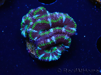 WYSIWYG Micromussa lordhowensis (ex Acanthastrea) 6D10