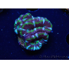 WYSIWYG Micromussa lordhowensis (ex Acanthastrea) 6D10