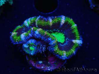 WYSIWYG Micromussa lordhowensis (ex Acanthastrea) 6F8