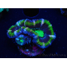 WYSIWYG Micromussa lordhowensis (ex Acanthastrea) 6F8