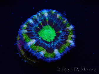 WYSIWYG Micromussa lordhowensis (ex Acanthastrea) 6F9