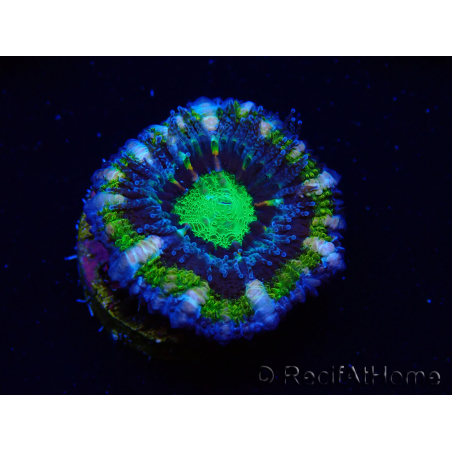 WYSIWYG Micromussa lordhowensis (formerly Acanthastrea) 6K