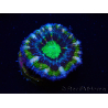 WYSIWYG Micromussa lordhowensis (ex Acanthastrea) 6F9