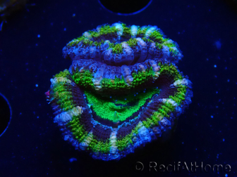 WYSIWYG Micromussa lordhowensis (ex Acanthastrea) 6F10