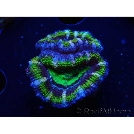 WYSIWYG Micromussa lordhowensis (antes Acanthastrea) 6K