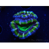 WYSIWYG Micromussa lordhowensis (ex Acanthastrea) 6F10
