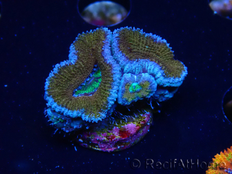 WYSIWYG Micromussa lordhowensis (ex Acanthastrea) 6G1