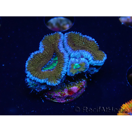 WYSIWYG Micromussa lordhowensis (ehemals Acanthastrea) 6G1