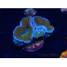 WYSIWYG Micromussa lordhowensis (ex Acanthastrea) 6G1