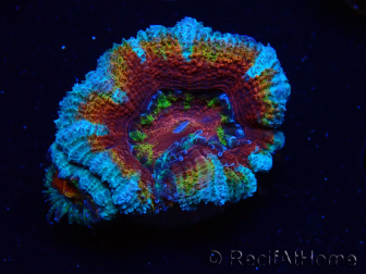 WYSIWYG Micromussa lordhowensis (antes Acanthastrea) 6H4