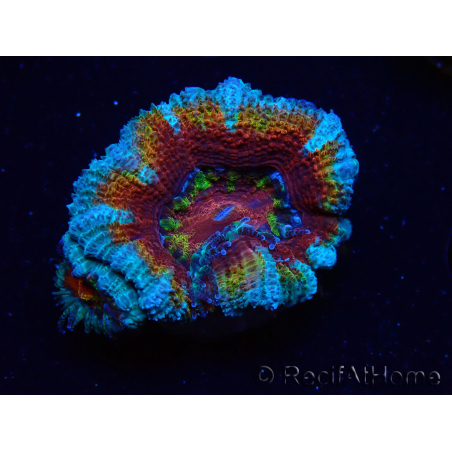 WYSIWYG Micromussa lordhowensis (ex Acanthastrea) 6H4