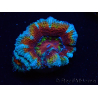 WYSIWYG Micromussa lordhowensis (formerly Acanthastrea) 6H4