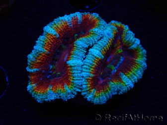 WYSIWYG Micromussa lordhowensis (ex Acanthastrea) 6H5