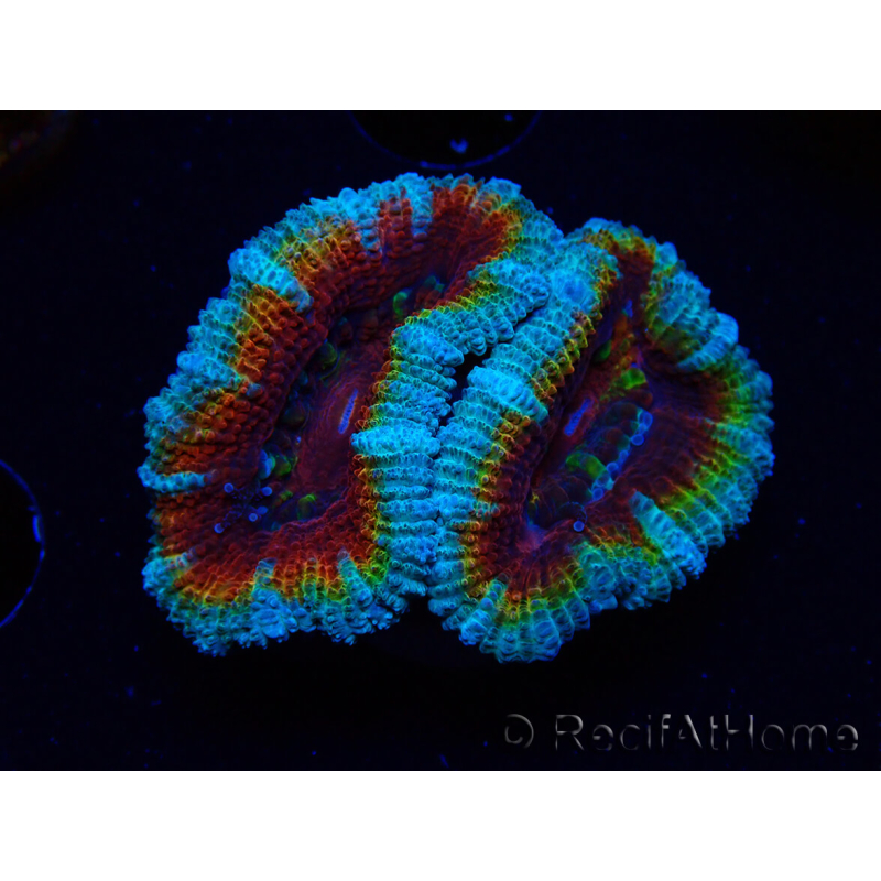 WYSIWYG Micromussa lordhowensis (formerly Acanthastrea) 6H5