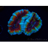 WYSIWYG Micromussa lordhowensis (ex Acanthastrea) 6H5