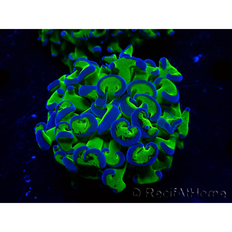 WYSIWYG Euphyllia ancora (Mariculture acclimated under LED) 14 (Skeleton 7 cm/Open 11 cm)