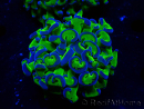 WYSIWYG Euphyllia ancora (Marikultur unter LED akklimatisiert) 14 (Skelett 7 cm/Geöffnet 11 cm)