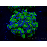 WYSIWYG Euphyllia ancora (Maricultura aclimatada bajo LED) 14 (Esqueleto 7 cm/Abierto 11 cm)