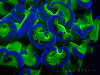 WYSIWYG Euphyllia ancora (Maricultura aclimatada bajo LED) 14 (Esqueleto 7 cm/Abierto 11 cm)