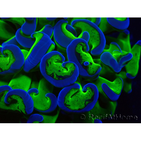 WYSIWYG Euphyllia ancora(Mariculture acclimaté sous LED) 14 (Skeleton 7 cm/Open 11 cm)