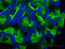 WYSIWYG Euphyllia ancora (Maricultura aclimatada bajo LED) 14 (Esqueleto 7 cm/Abierto 11 cm)