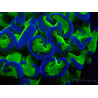 WYSIWYG Euphyllia ancora(Mariculture acclimaté sous LED) 14 (Skeleton 7 cm/Open 11 cm)
