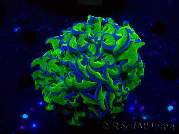 WYSIWYG Euphyllia ancora (Marikultur unter LED akklimatisiert) 17 (Skelett 5 cm/Geöffnet 10 cm)