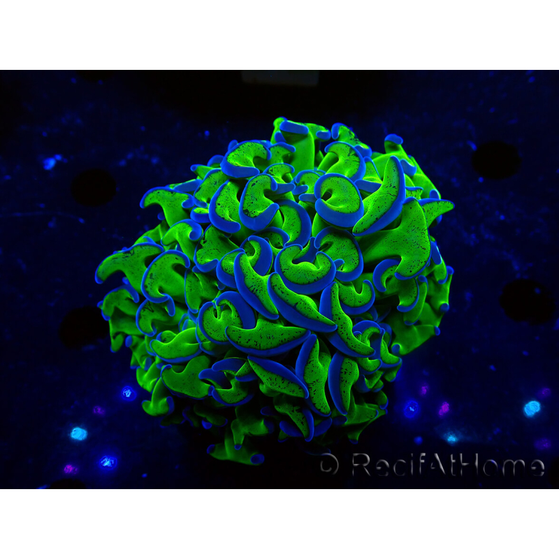 WYSIWYG Euphyllia ancora (Marikultur unter LED akklimatisiert) 17 (Skelett 5 cm/Geöffnet 10 cm)