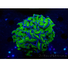WYSIWYG Euphyllia ancora (Marikultur unter LED akklimatisiert) 17 (Skelett 5 cm/Geöffnet 10 cm)