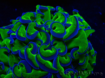 WYSIWYG Euphyllia ancora(Mariculture acclimaté sous LED) 17 (Skeleton 5 cm/Open 10 cm)