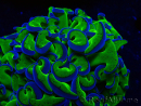WYSIWYG Euphyllia ancora(Mariculture acclimaté sous LED) 17 (Skeleton 5 cm/Open 10 cm)