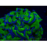 WYSIWYG Euphyllia ancora (Mariculture acclimated under LED) 17 (Skeleton 5 cm/Open 10 cm)