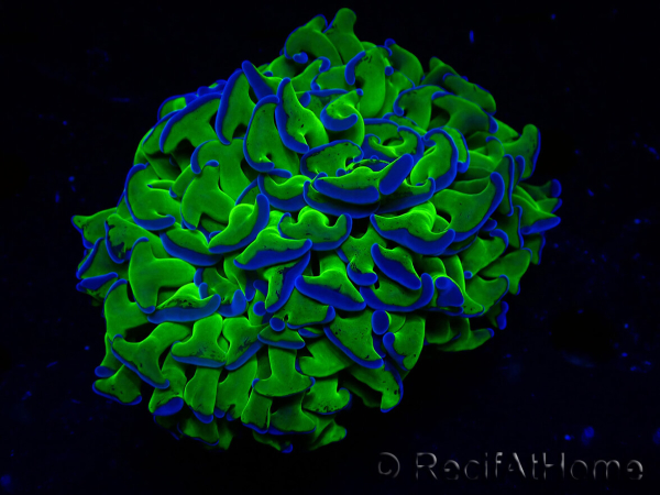 WYSIWYG Euphyllia ancora (Marikultur unter LED akklimatisiert) 18 (Skelett 5 cm/Geöffnet 9 cm)