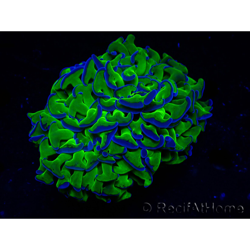WYSIWYG Euphyllia ancora (Maricultured, acclimated under LED) 18 (Skeleton 5 cm/Open 9 cm)